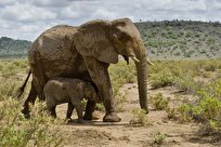 Study Identifies Honey Bees as Natural Elephant Deterrent