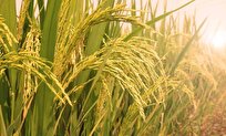 official-new-cultivation-methods-increase-rice-production-in-iran-to-27-million-tons