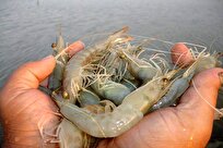 Iranian Gov’t Plans to Implement Supportive Plans for Shrimp Farmers