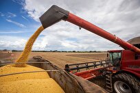 Brazil Reports Less Harvest in Current Year