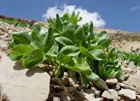 Iranian Scientists Produce 1st Specific Markers of Indigenous Mountain Celery