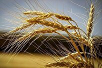 Iranian Company Produces Drought-Resistant Wheat Cultivars for Dry Lands