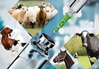 iran-made-herbal-medicine-heals-wounds-in-animals