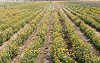 Iranian Scientists Produce Hybrid Seed in Glass Greenhouses