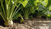 iranian-knowledge-based-firm-produces-hybrid-sugar-beet-seeds