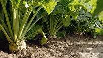 Iranian Knowledge-Based Firm Produces Hybrid Sugar Beet Seeds