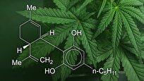 Startling Study Links Cannabis Use to Genetic Damage, Cancer