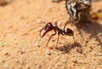 Researchers Develop Polarization Photodetector Mimicking Desert Ant