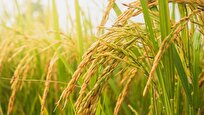 Researchers Map Rice’s Pan-Genome