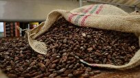 Cocoa Price Hits Record