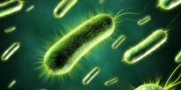 Radio-Like Communication in Ancient Bacteria Found by Scientists