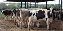 iranian-experts-produce-encapsulated-glucose-to-increase-productivity-of-dairy-cattle