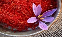 Iranian Firm Produces Organic Saffron by Dry Farming