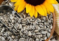 iranian-scientists-indigenize-technology-to-produce-flavore-sunflower-seeds