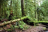 How Climate Change Could Decimate Two-Thirds of Temperate Rainforests