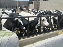 Iranian Company Converts Agricultural Waste into Animal Feed