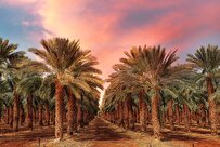 Iran to Create Largest Dates Orchard in Qasreshirin