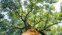 AI Learns to Simulate How Trees Grow, Shape in Response to Environments