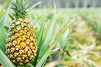 Cote d'Ivoire's Pineapple Export Down 27 Percent in 2023