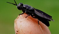 Iranian Scientists Breed Industrial Insects to Recycle Urban Waste