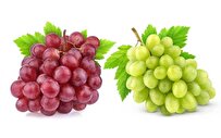 Iranian Researchers Find Solution to Problem of Low Greenness in Grapevines Caused by Iron Deficiency
