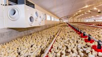 Iran-Made Smart Hybrid System Settles Problem of Heating in Chicken Farms