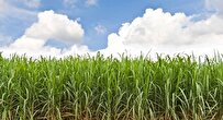 Knowledge-Based Companies in Iran Sign Contract to Develop Environmentally Friendly Technologies for Sugarcane Industry