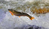 iranian-knowledge-based-firm-saves-91-million-us-dollars-by-producing-rainbow-trout-feeds