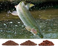 iranian-knowledge-based-firm-produces-feed-for-rainbow-trout