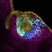 Remarkable Cells Shaping Our Development