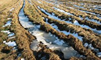 Abrupt Frozen Soil Thaw Produces More Carbon Emissions