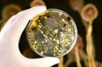Scientists Study Microbial Resources for Industrial Applications