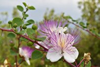 Iranian Researchers Grow Seedling of ‘Capparis’ Herbal Plant