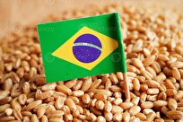 Climate Issues to Cut Brazil's 2024 Grain Harvest by 5.9 Percent