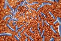 Fat-Nurtured Microbes in Gut Promote Cancer Progression