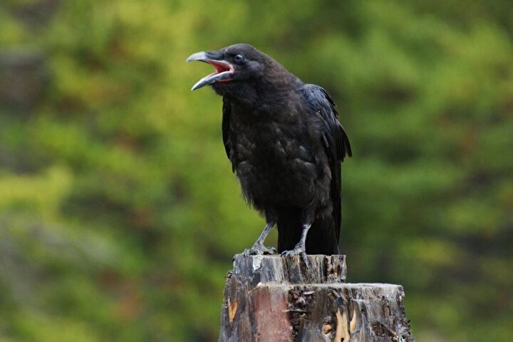 Crows Can Count Out Loud!