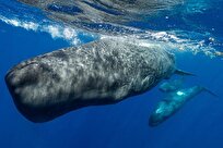 AI Decodes Sperm Whale Language, Revealing Complex System of Communication