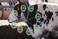 iranian-researchers-produce-ingestible-sensors-to-monitor-cattle-health-condition