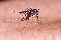 Iranian Researchers Studying Different Methods to Produce Dengue Fever Vaccine
