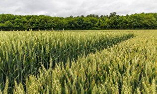 Researchers Use Gene Editing to Combat Wheat ‘Cancer’