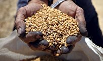 Egypt's Wheat Reserve Sufficient for Nearly 7 Months