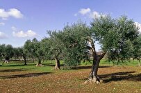 Iran Planning to Harvest Over 150,000 Tons of Olives in 1 Year