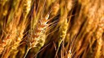 Researchers in Iran Begin Wheat Cultivation Using Plasma-Activated Water (PAW)