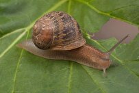 Study Finds Damaging Invasive Snails Attracted to Red, Repelled by Garlic