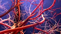 Age-Related Cognitive Decline Linked to Blood Vessel Health