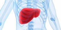 Duke Researchers Discover Breakthrough to Reverse Liver Aging