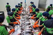 Myanmar Earns over 175 Million USD from Fishery Exports in over 3 Months