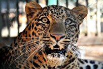 Iranian Researchers Collect Cell Samples from Endangered Species of Persian Leopard