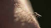 Scientists Make Engineering Breakthrough in Control of Mosquito-Borne Diseases