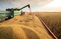 Brazil's 2024 Harvest of Key Crops to Face Mixed Trends